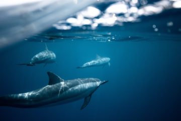 a group of dolphins in the water