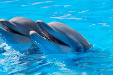 a dolphin swimming in a pool of water